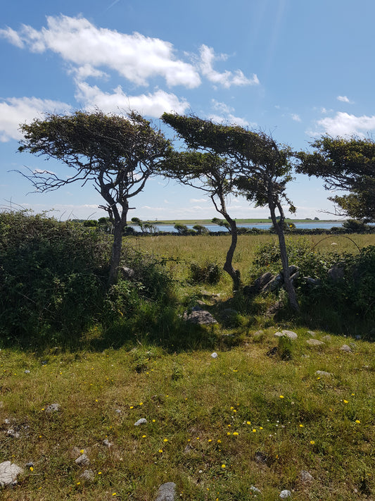 A Guide To Growing Plants in Windswept Areas