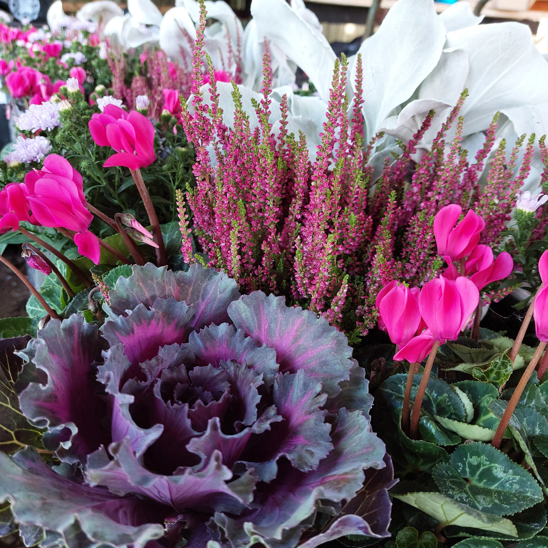 Colourful Autumn Bedding Plants for your Garden