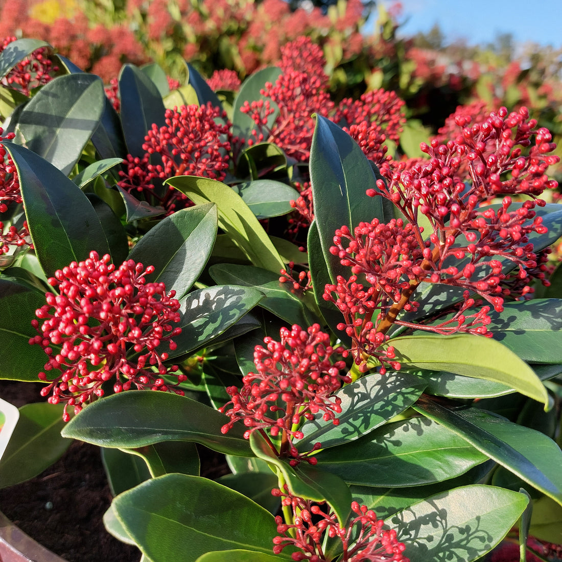 Colourful Winter Containers