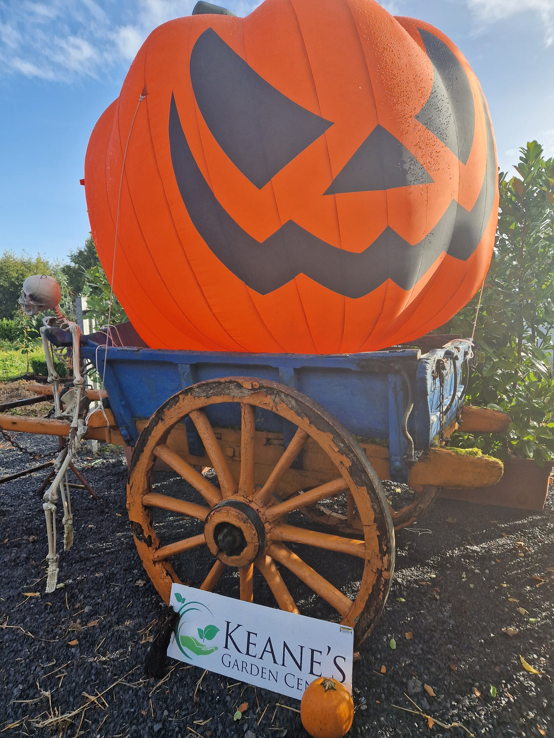 Pumpkins - From Growing to Harvesting to Carving