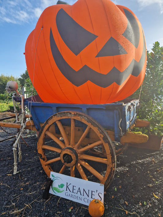Pumpkins - From Growing to Harvesting to Carving