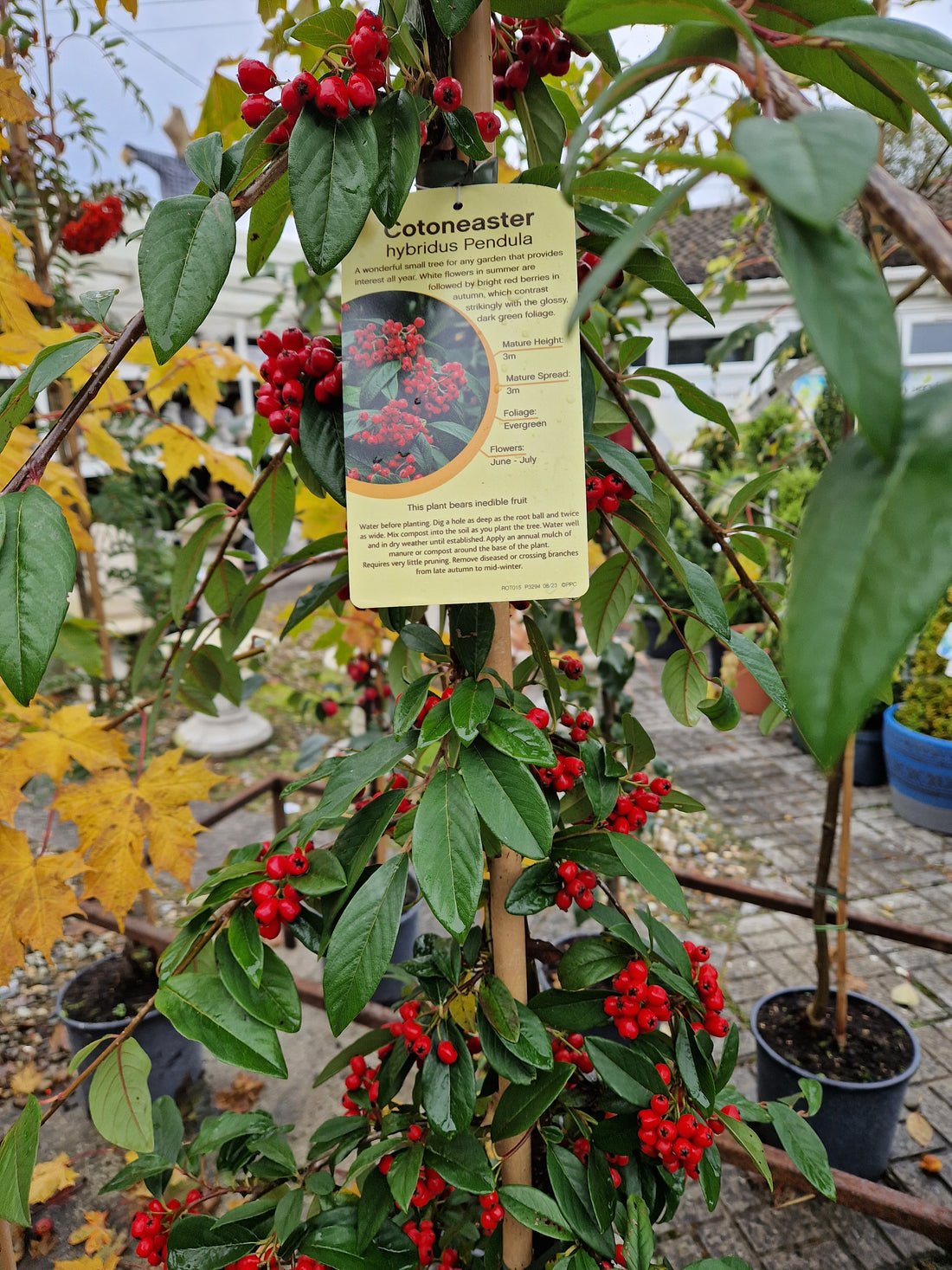 Wildlife Friendly Garden For Winter