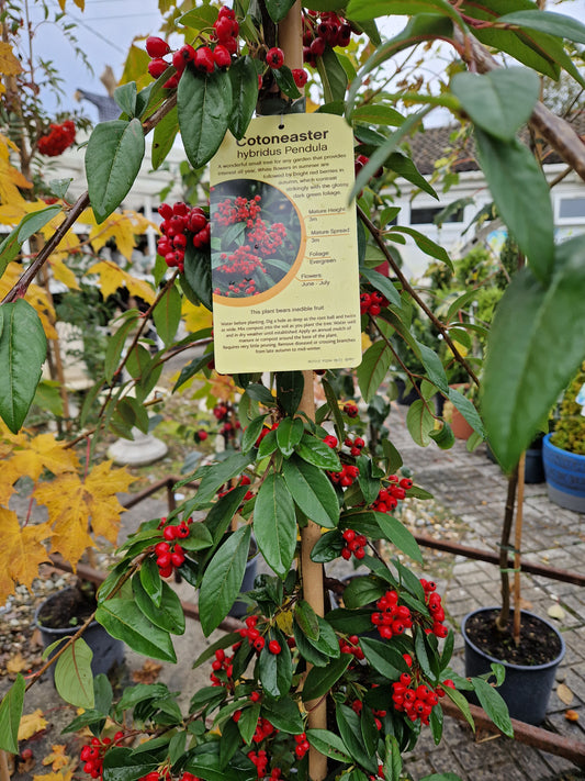 Wildlife Friendly Garden For Winter