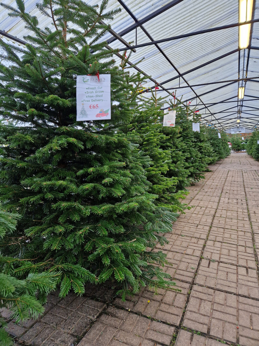 An Easy Guide To Bareroot Plants