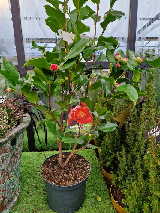 Growing Camellias - An easy guide to growing these fabulous Winter & Spring flowering shrubs