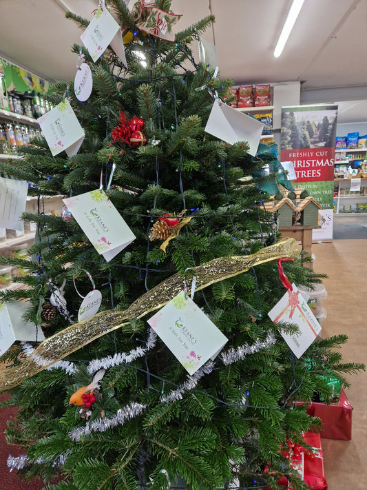 Real Christmas Trees - How To Care For Them