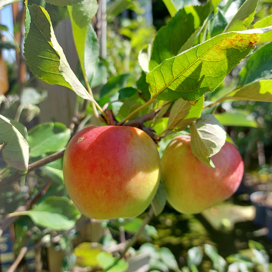 Growing your own fruit and berries