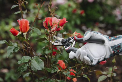 Ground Cover Plants For Any Garden!