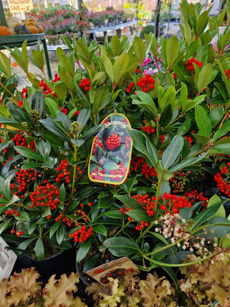 A Range Of Plants For A Wow Display In Autumn & Winter