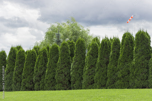 Gardening in Coastal Conditions