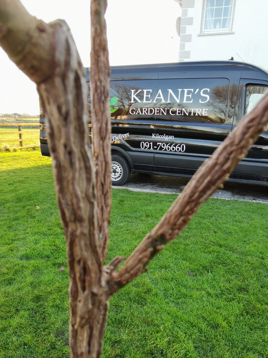 Native Trees & Hedges