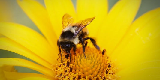 Making Bees a Priority at Keanes