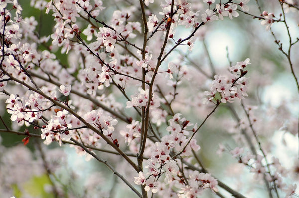 The Best Cherry Blossoms for a Wonderful Spring Display