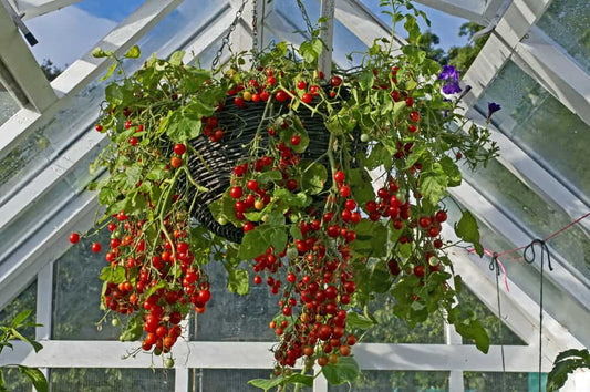 Hanging Baskets - An edible selection that looks great and good enough to eat!