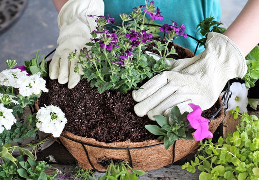 Planting up a hanging basket to last all Summer - getting the basics right at the start and selecting some plants