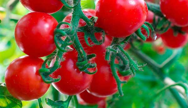 VEGETABLE GARDENING FOR BEGINNERS