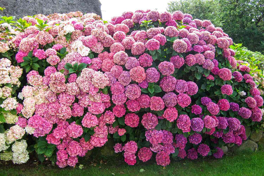Growing Hydrangeas in your garden - Some tips and tricks to get the best out of one of the all time favourites