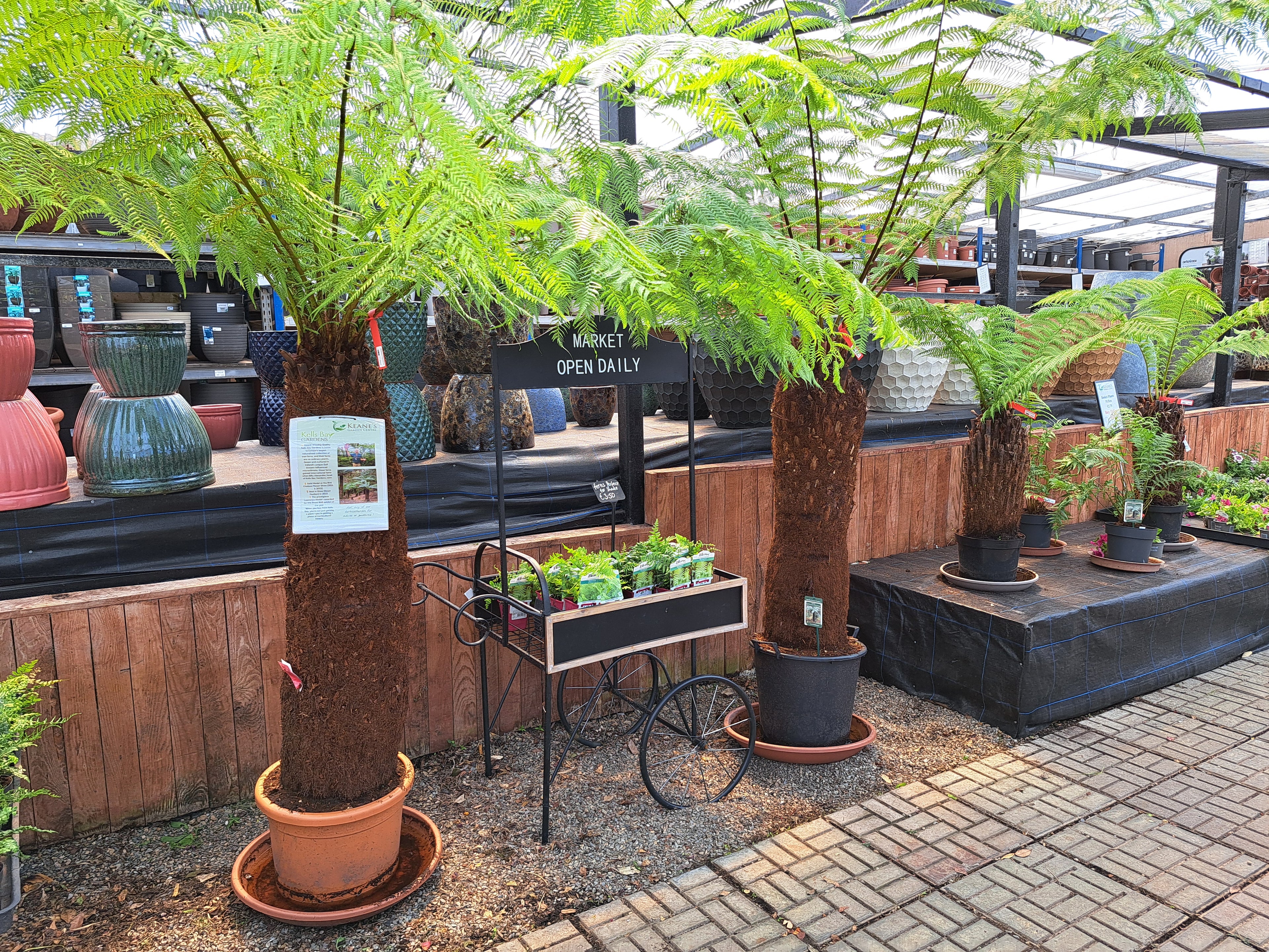 Potted ferns in a garden center setting with various plants and pots.