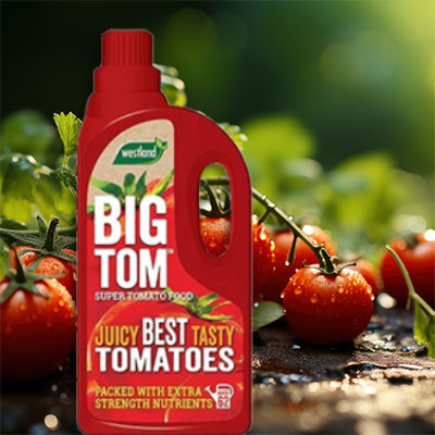Big Tom Tomato Feed