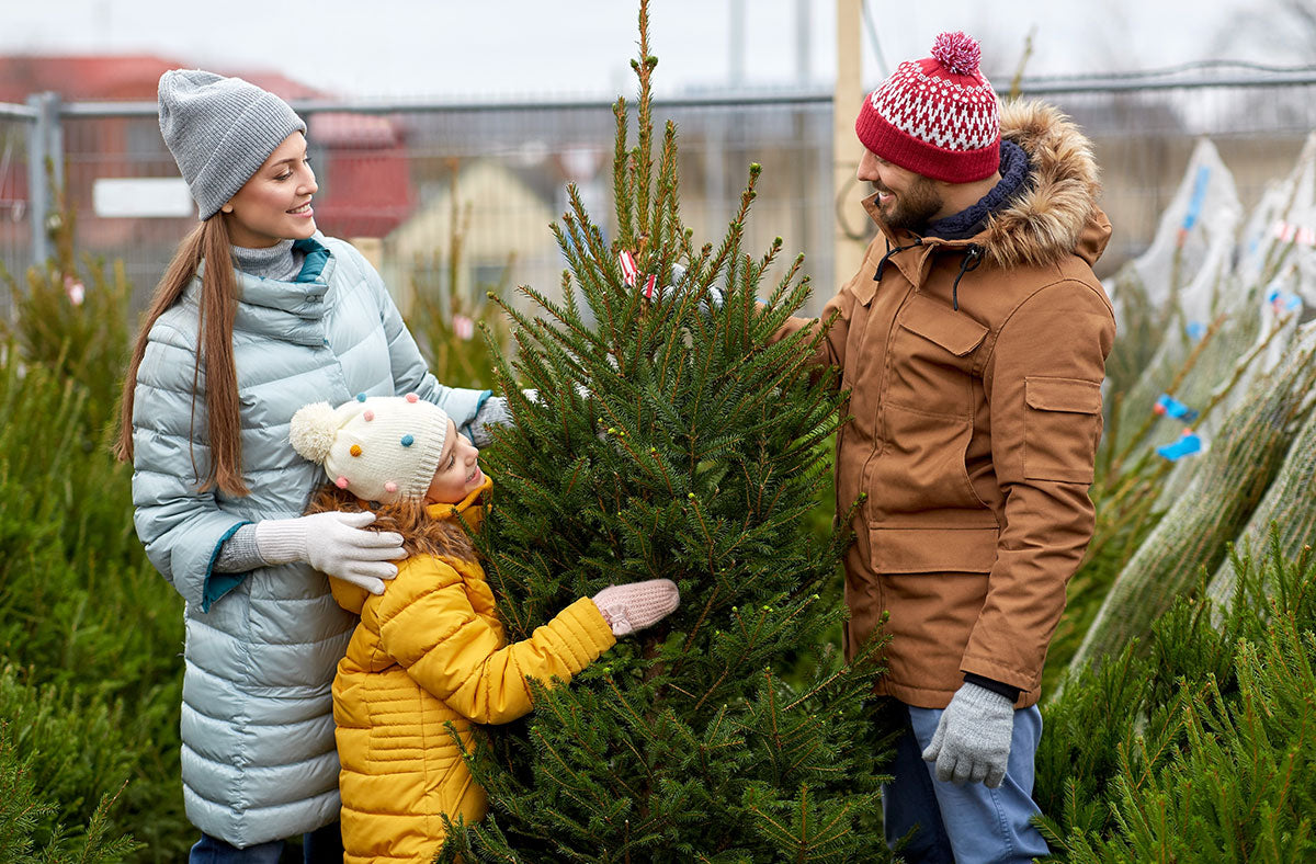 Real Christmas Trees harvested for Christmas Season at Keane's Garden Centre