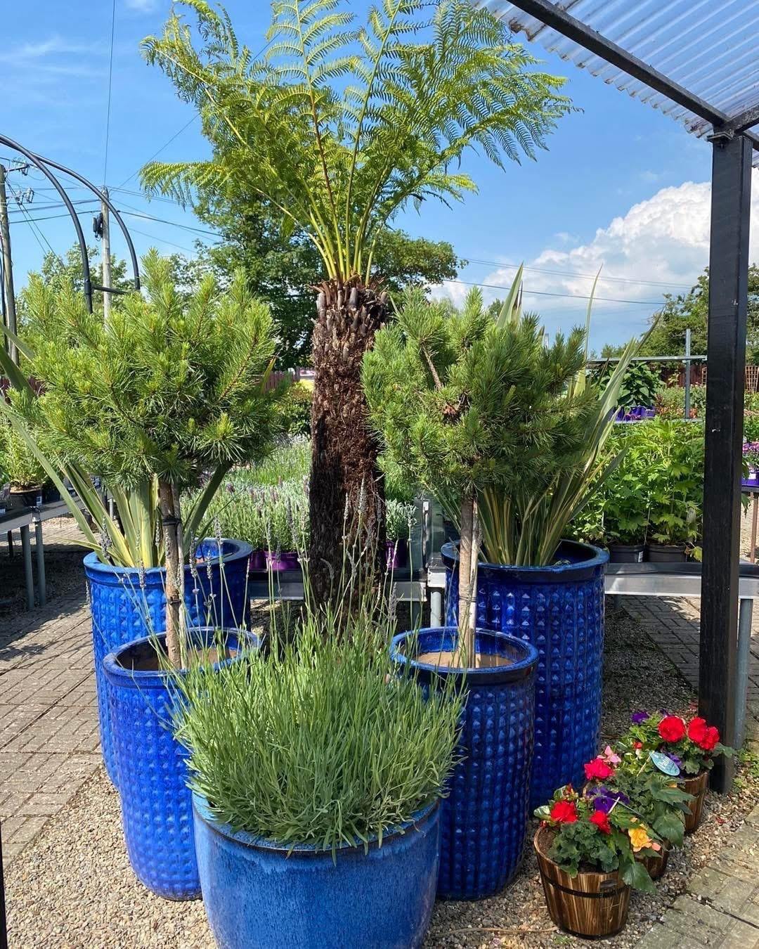 Potted plants in blue containers with a clear sky background