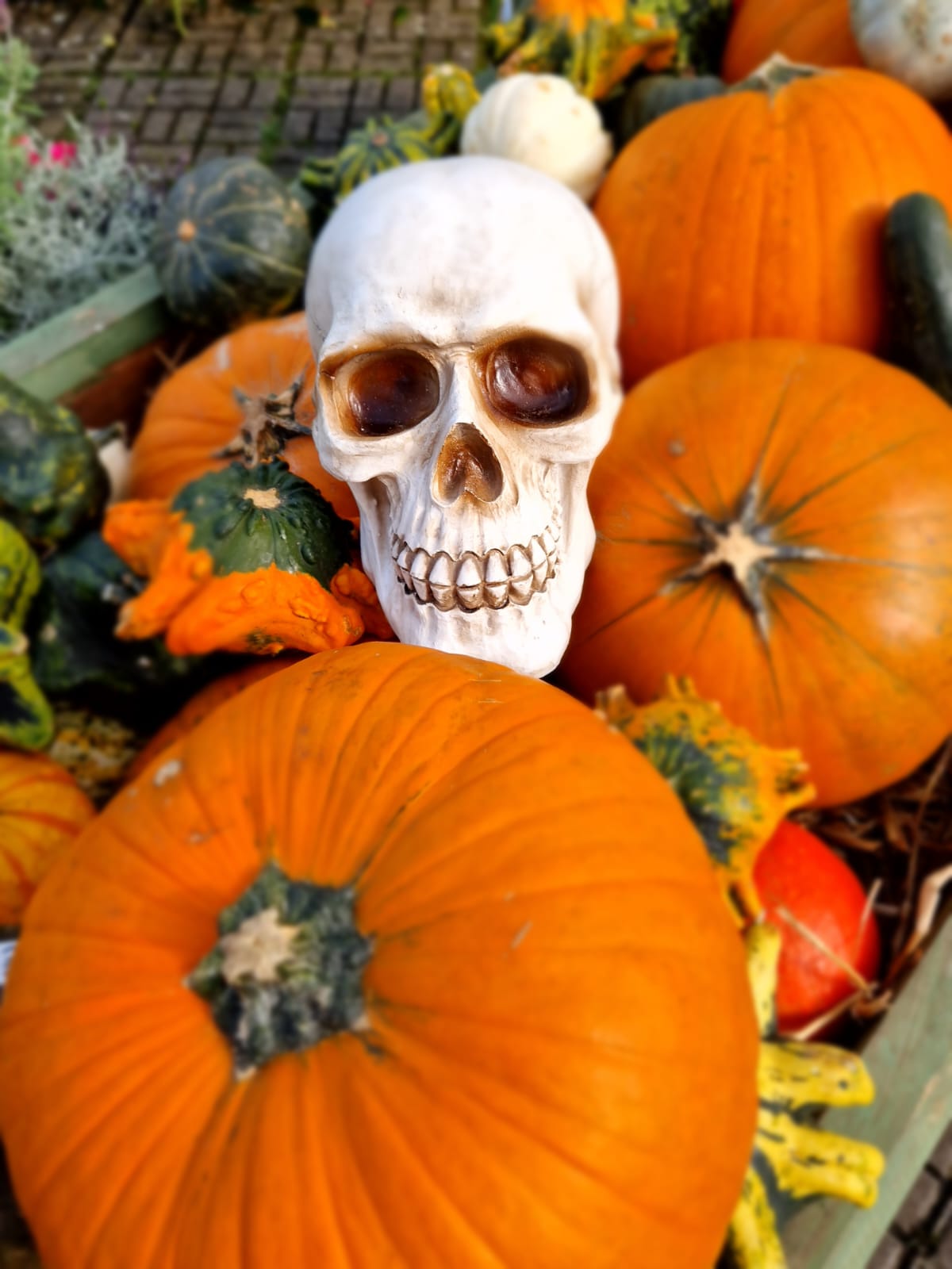 Pumpkins in a field