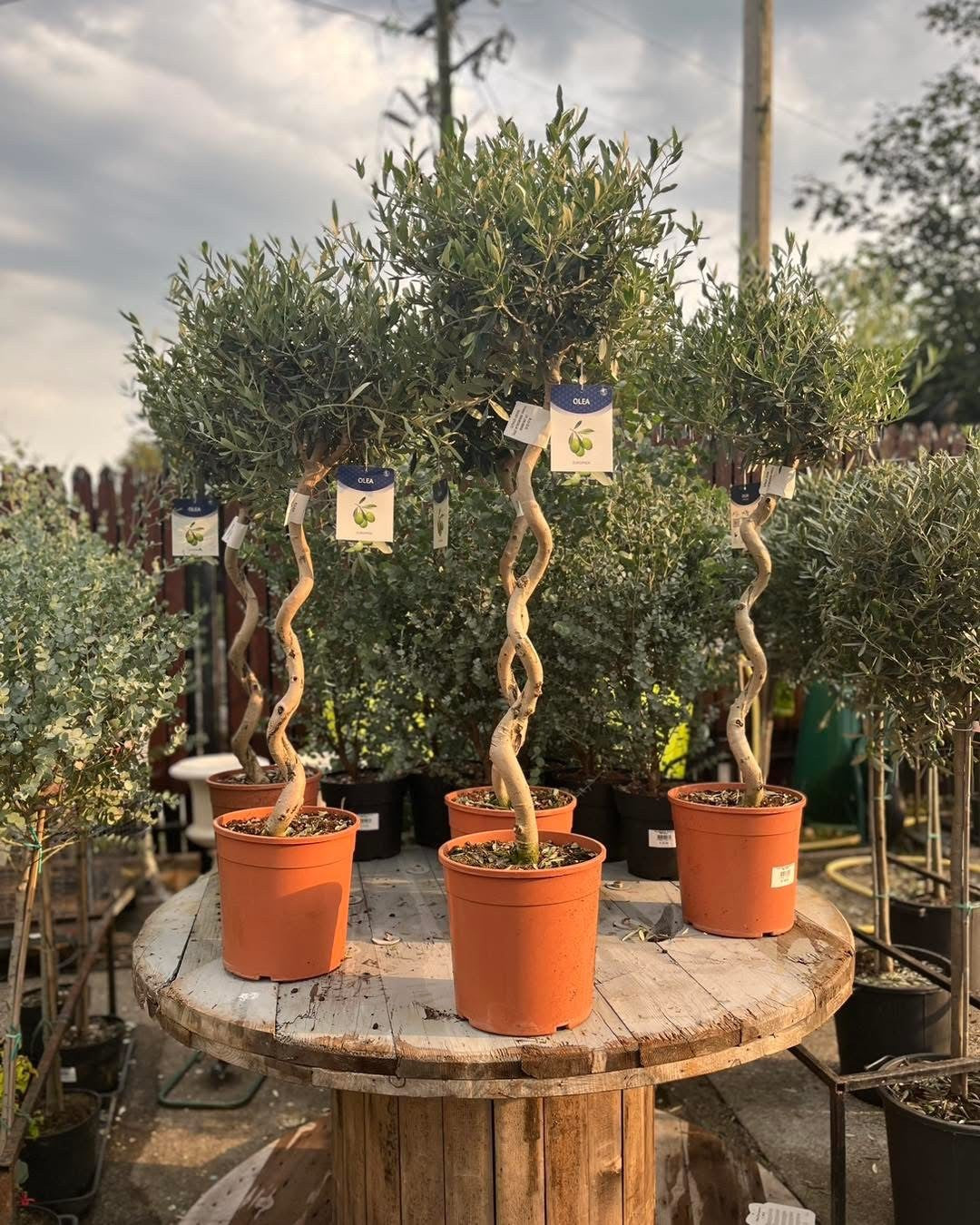 Potted olive trees with twisted trunks on a wooden table outdoors.