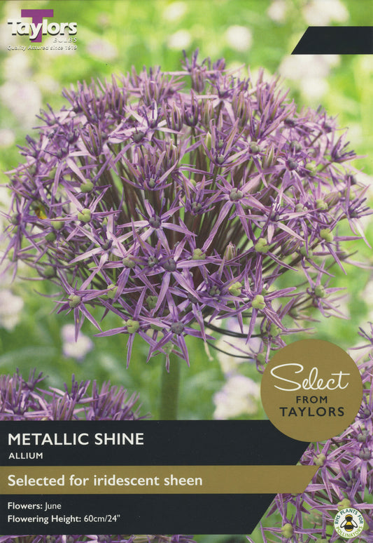 Allium Metallic Shine