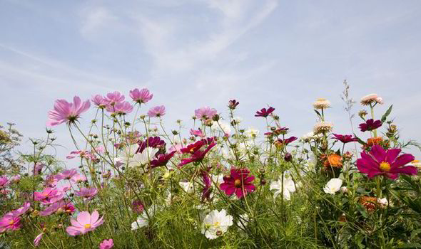 Looking After Your Garden in May