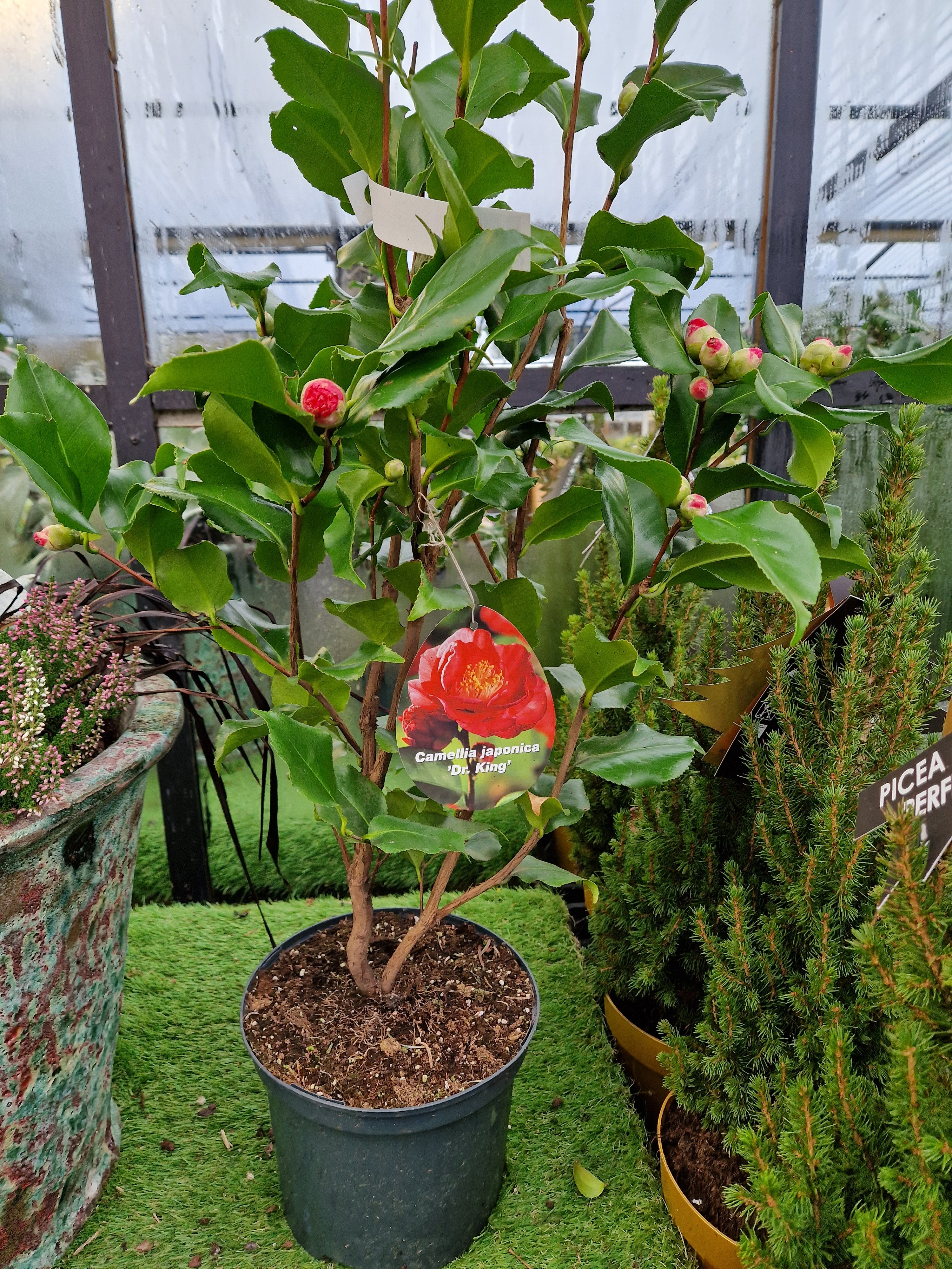 Growing Camellias - An easy guide to growing these fabulous Winter & Spring flowering shrubs
