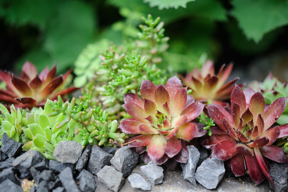 Alpine & Rockery plants - a selection of plants and some tips for growing