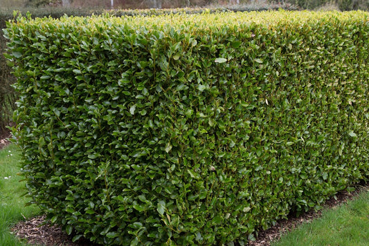 A guide to growing plants in windswept areas