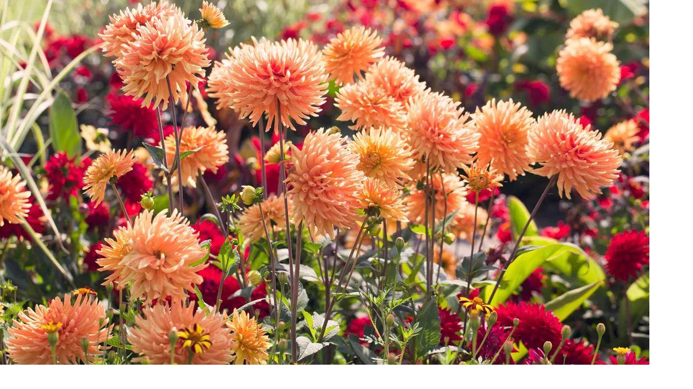 Flower seeds to sow in August