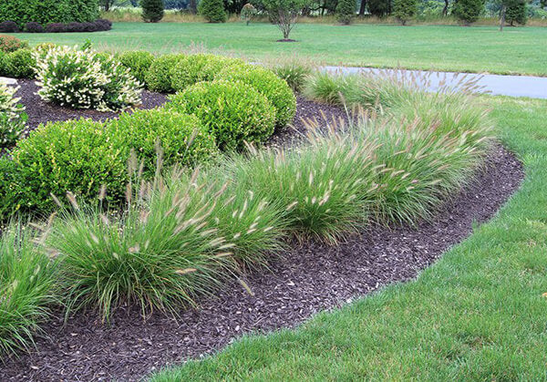 A growing guide and selection of ornamental grasses