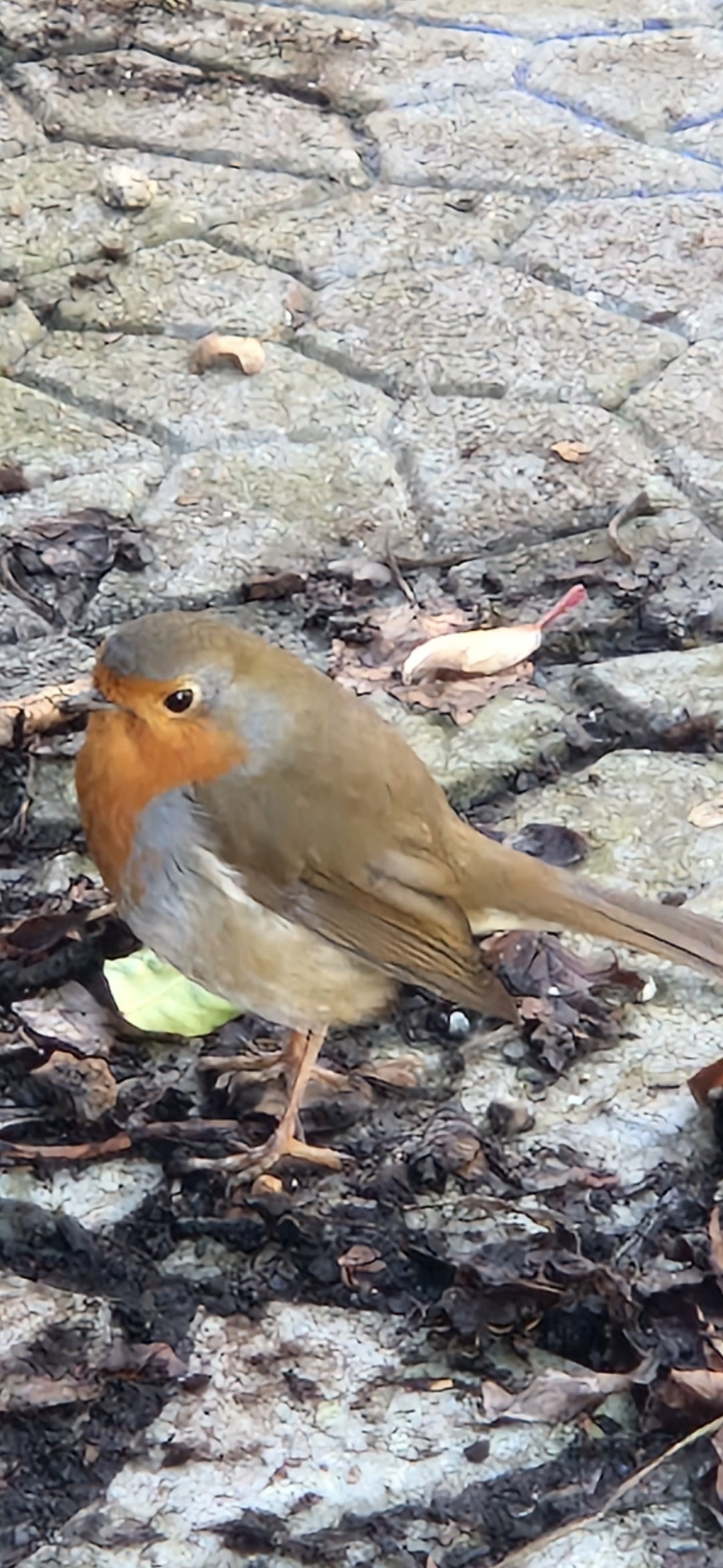 Winter Bird Care - Feeders & Food