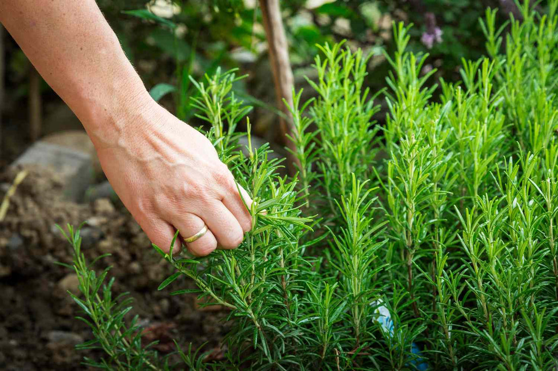 Taking Cuttings from your favorite shrubs