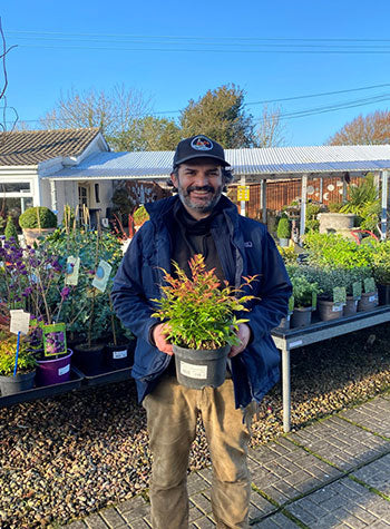 John's favourite plant is Nandina Domestica