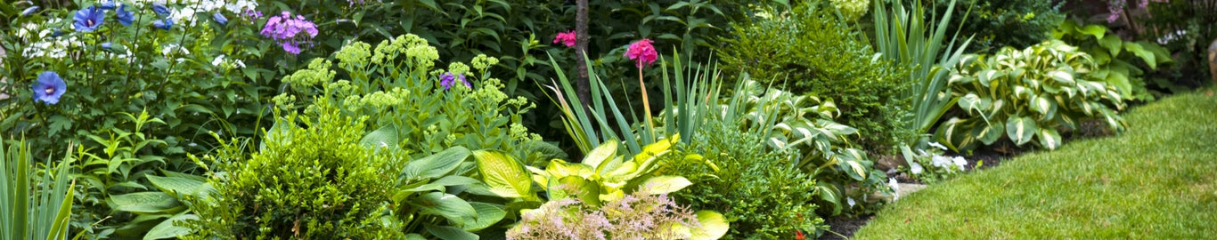 Plants for a Shaded Area