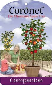 Autumn - Time to Plant Fruit in the Garden