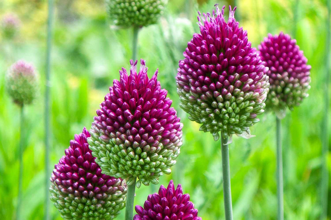 Summer Flowering Perennials to grow for this time of year