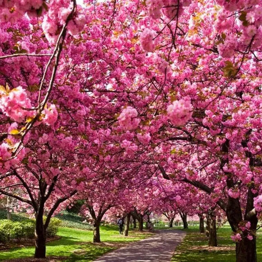 The Best Cherry Blossoms to plant now for a Wonderful Spring Display