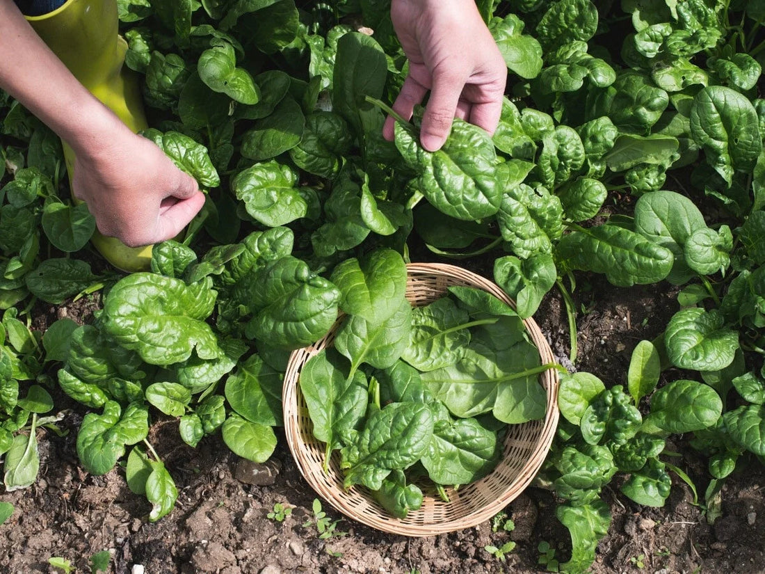 A Salad selection to Plant now for Late Summer, Autumn & Winter Picking