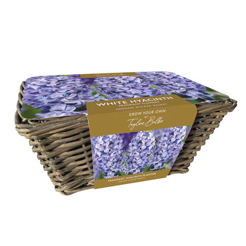 Blue Hyacinth Bulbs in Wicker Basket