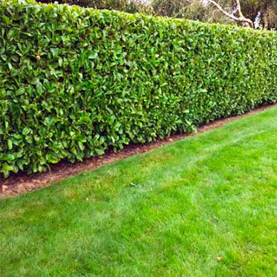 Common Laurel Hedging