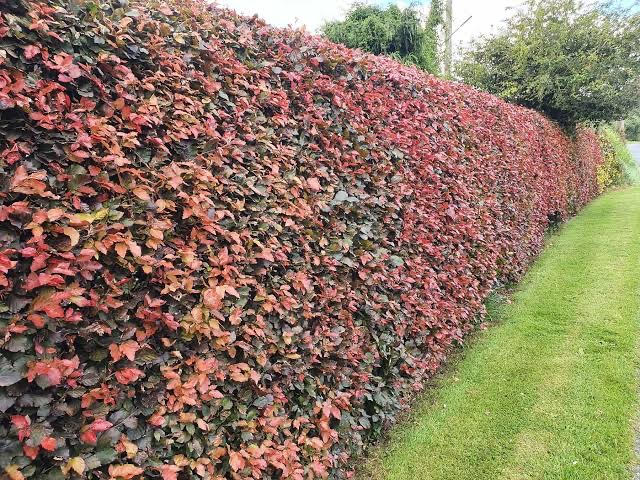 Hedge with red and green leaves next to a grassy area