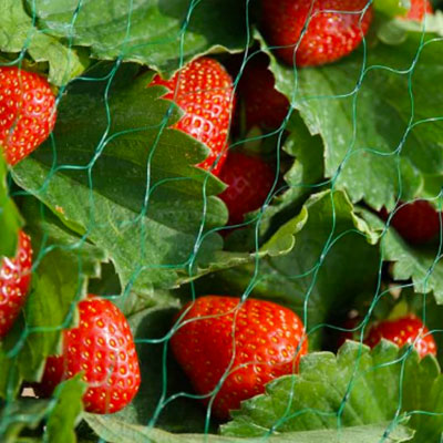 Garden Netting