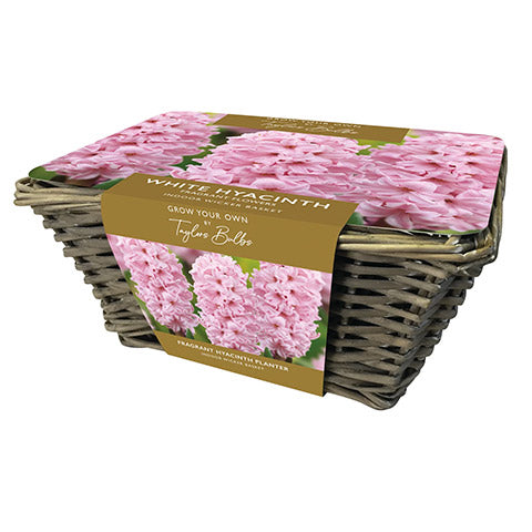 Pink Hyacinth Bulbs in Wicker Basket