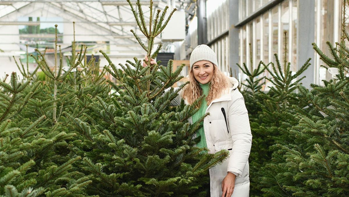 Woman selecting a Christmas tree in a garden centre