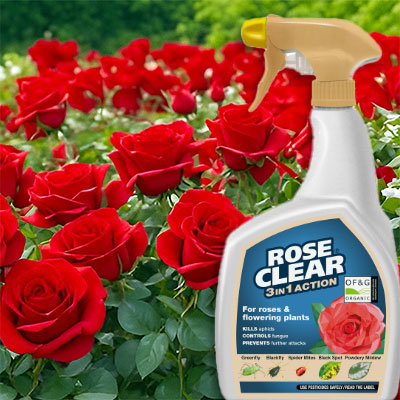 Rose Clear Organic 3 in 1