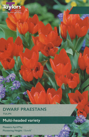 Tulip Dwarf Praestans